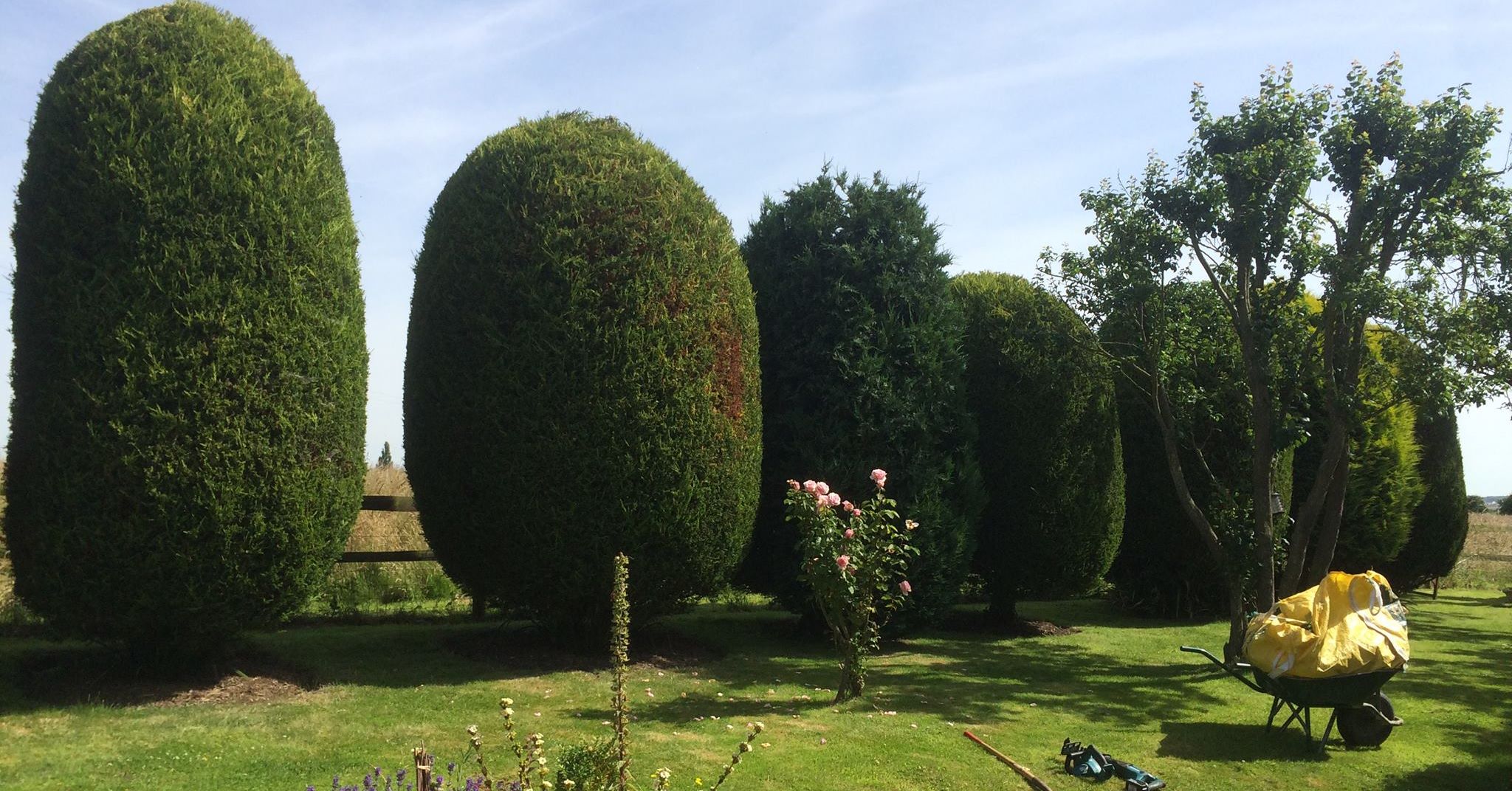 Hedge trimming work